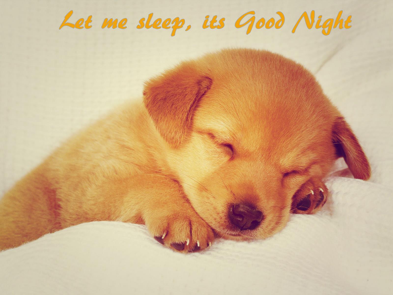 Cute Good Night Puppy Wallpaper