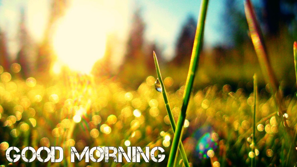 HD Good Morning Wallpapers Free Download