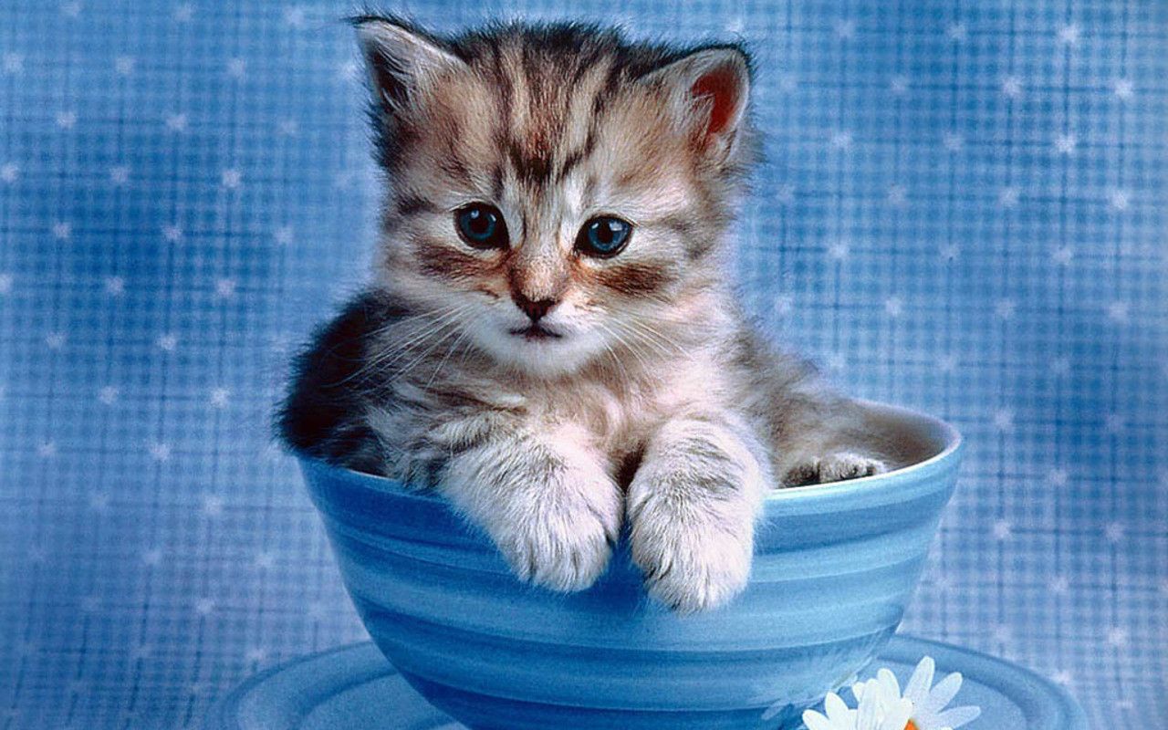 Kittens Wallpaper 60 pictures