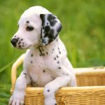 Cute Puppy Wallpapers Those Are Perfect To Make Your Mood Happy