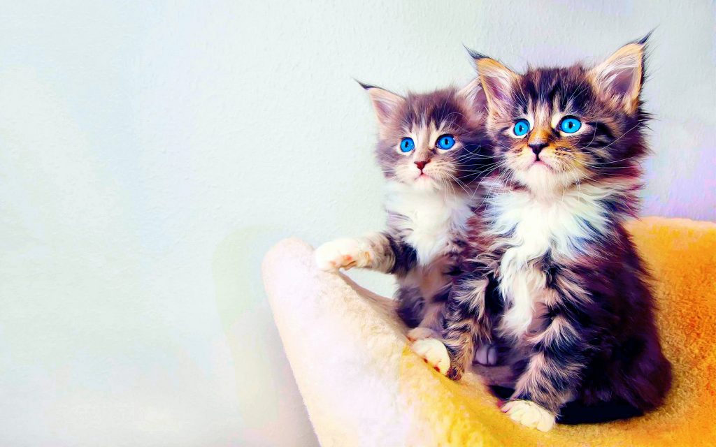 Cute Kitten Wallpapers Those Can Make Your Day Instantly