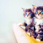 Cute Kitten Wallpapers Those Can Make Your Day Instantly