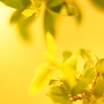 Beautiful Yellow HD Wallpapers To Download Now