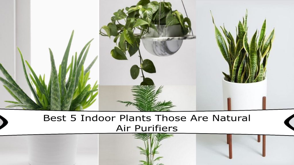 Best 5 Indoor Plants That Work As Natural Air Purifiers