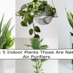 Best 5 Indoor Plants That Work As Natural Air Purifiers